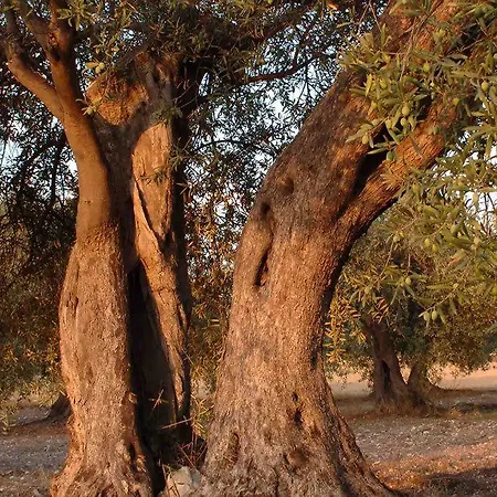 Zottopera Chiaramonte Gulfi