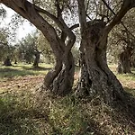 Zottopera Отель Кьярамонте-Гульфи