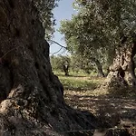Zottopera Отель